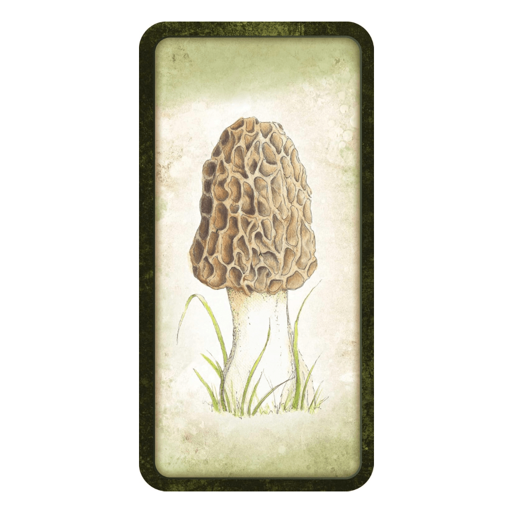 Mushroom Affirmations by NICOLA. MCINTOSH oracle card deck