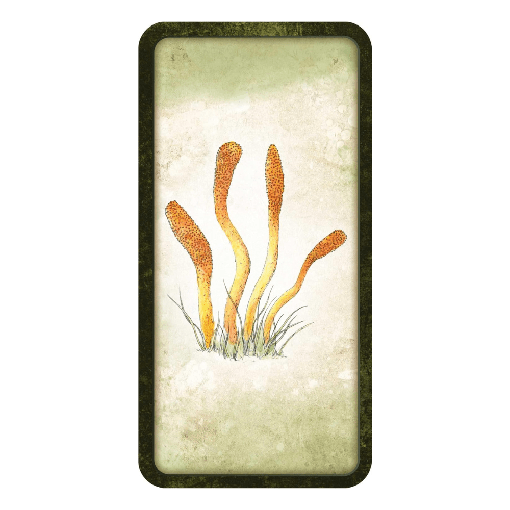 Mushroom Affirmations by NICOLA. MCINTOSH oracle card deck