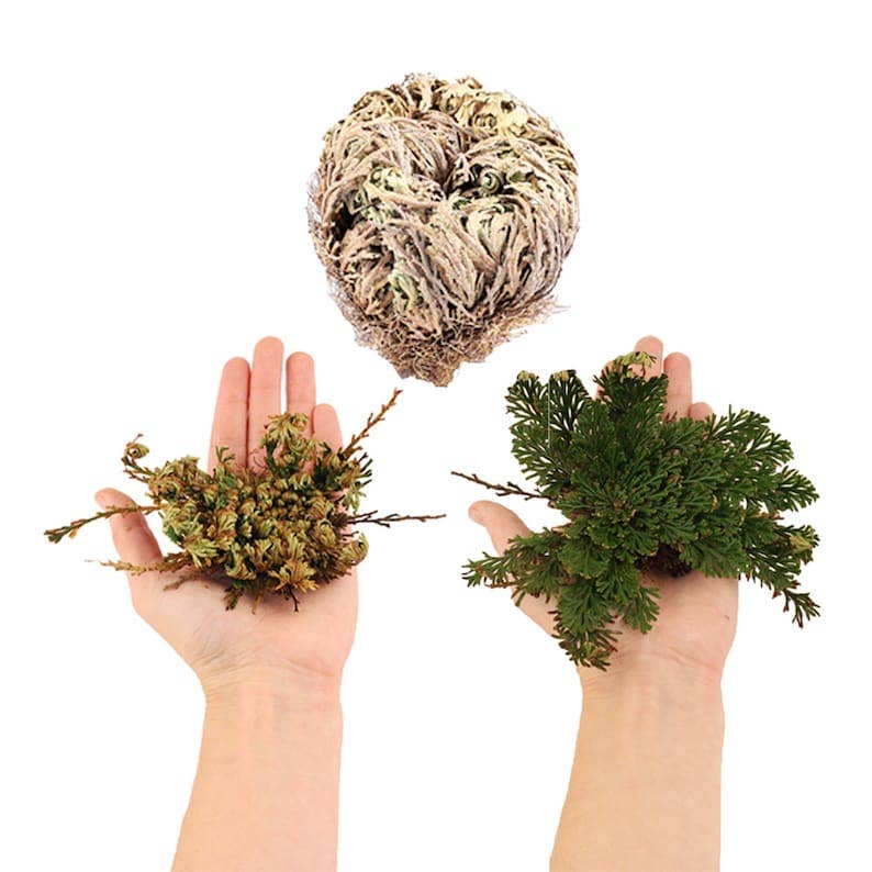 The Resurrection Rose Flower de Jericho product image