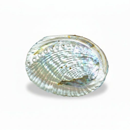 abalone smudging shell 4-5 inch wholesale Canada