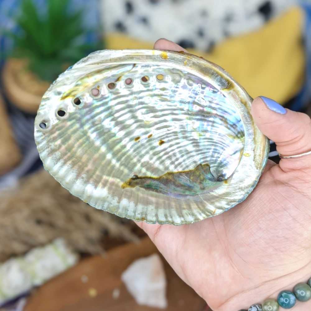 abalone smudging shell 4-5 inch for metaphysical stores Canada