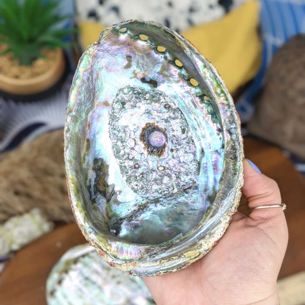 abalone smudging shell 5-7 inch bulk supplier Canada